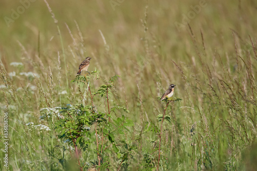 Braunkehlchen Männchen und Weibchen photo