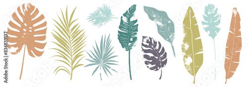 Set of palm monstera leaf silhouette. Grunge texture, Abstract muted color palette palm tropical rainforest leaves. Decorative plants. Graphic foliage silhouettes elements for design isolated on white