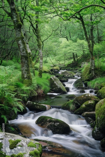 Serene Forest Landscape with Flowing Stream - Perfect for Text Overlay