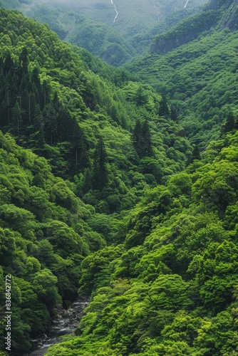 Serene Landscape of Lush Green Forest with River - Nature Background with Copy Space © tantawat