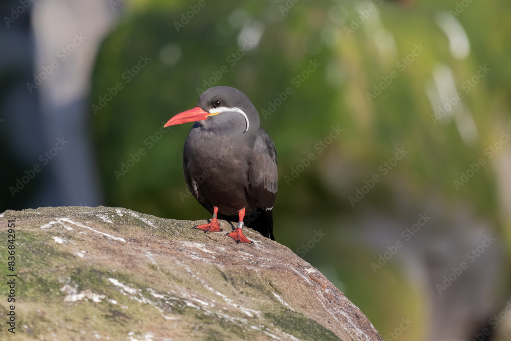 atlantic puffin or common puffin atlantic puffin or common puffin