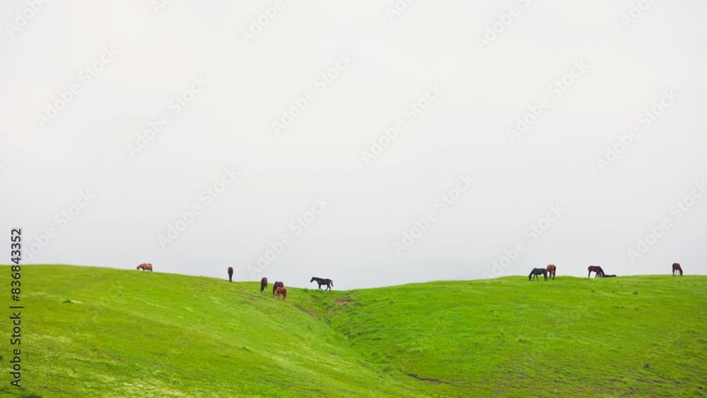 group of horses are grazing on far hill pasture in the mountains at overcast spring day. group of horses are grazing on far hill pasture in the mountains at overcast spring day.