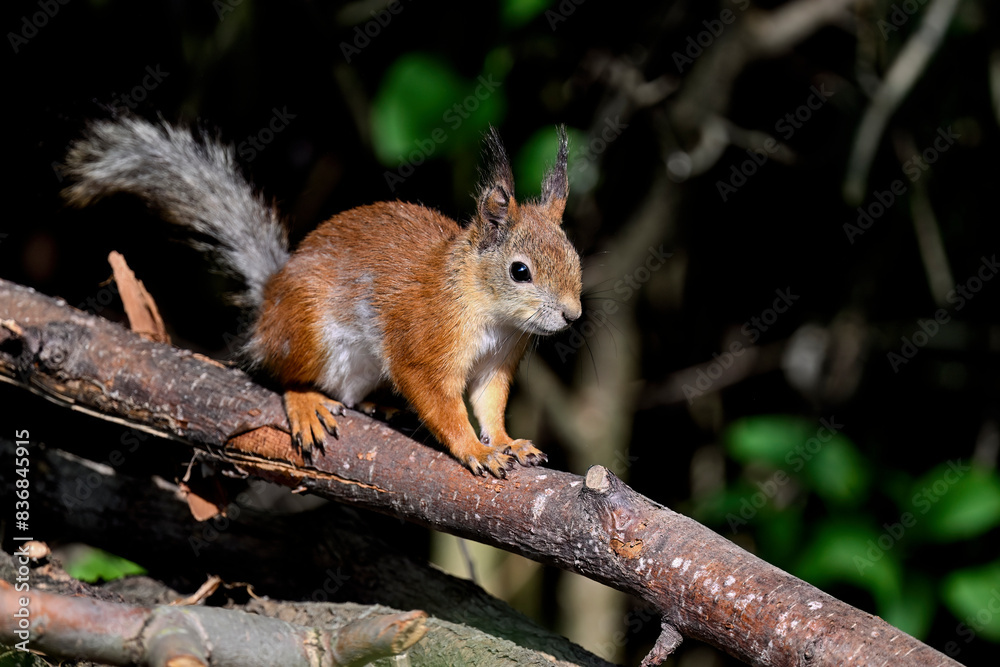 Squirrel on stand-by