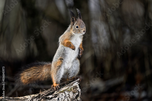 Squirrel standing in winter © hakoar
