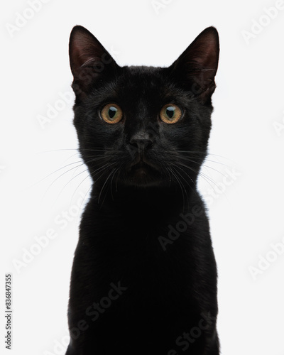 portrait of cute black metis cat