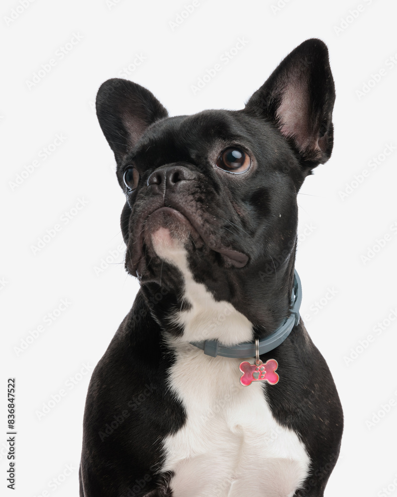 closeup of curious french bulldog with collar