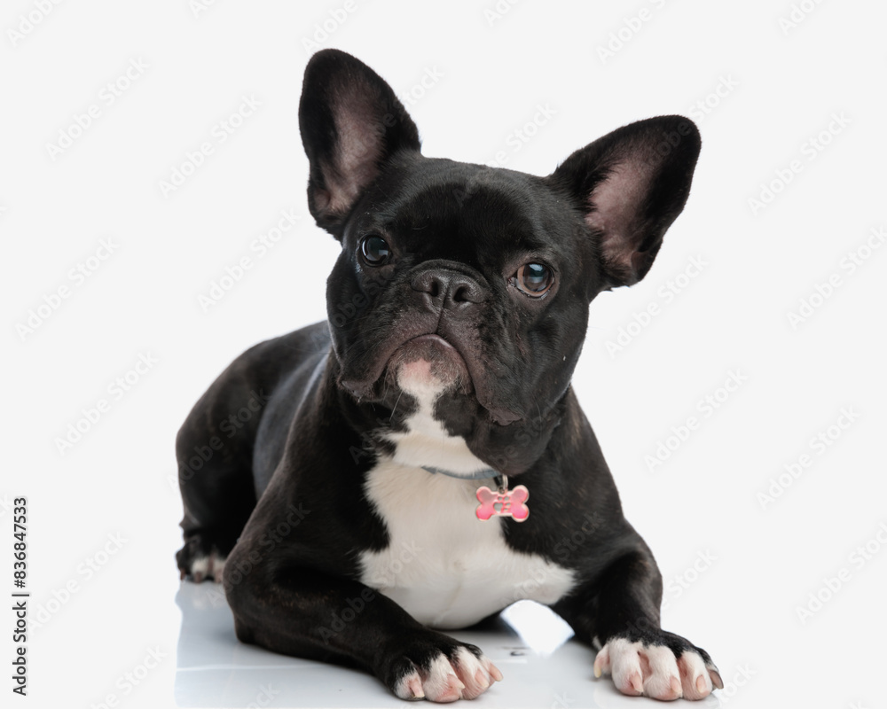 cute french bulldog with collar lying down cute french bulldog with collar lying down