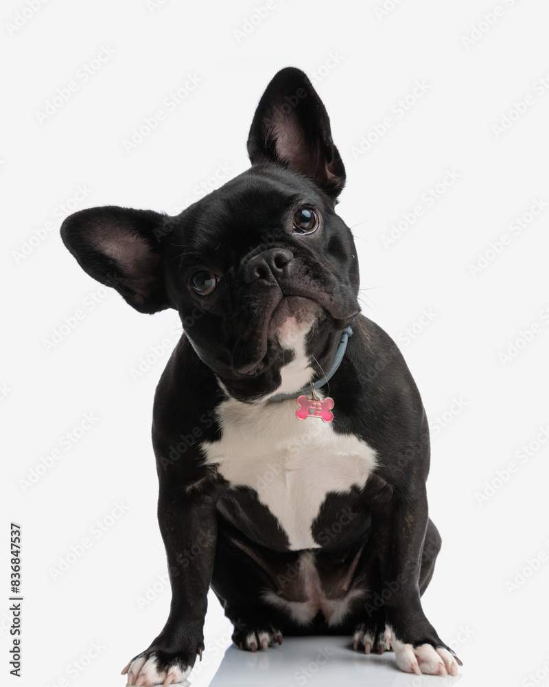adorable french bulldog wearing collar sitting adorable french bulldog wearing collar sitting