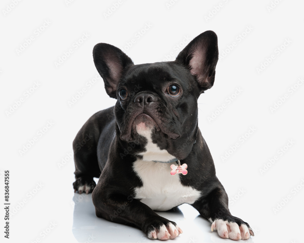 curious french bulldog laying down and looking to side curious french bulldog laying down and looking to side