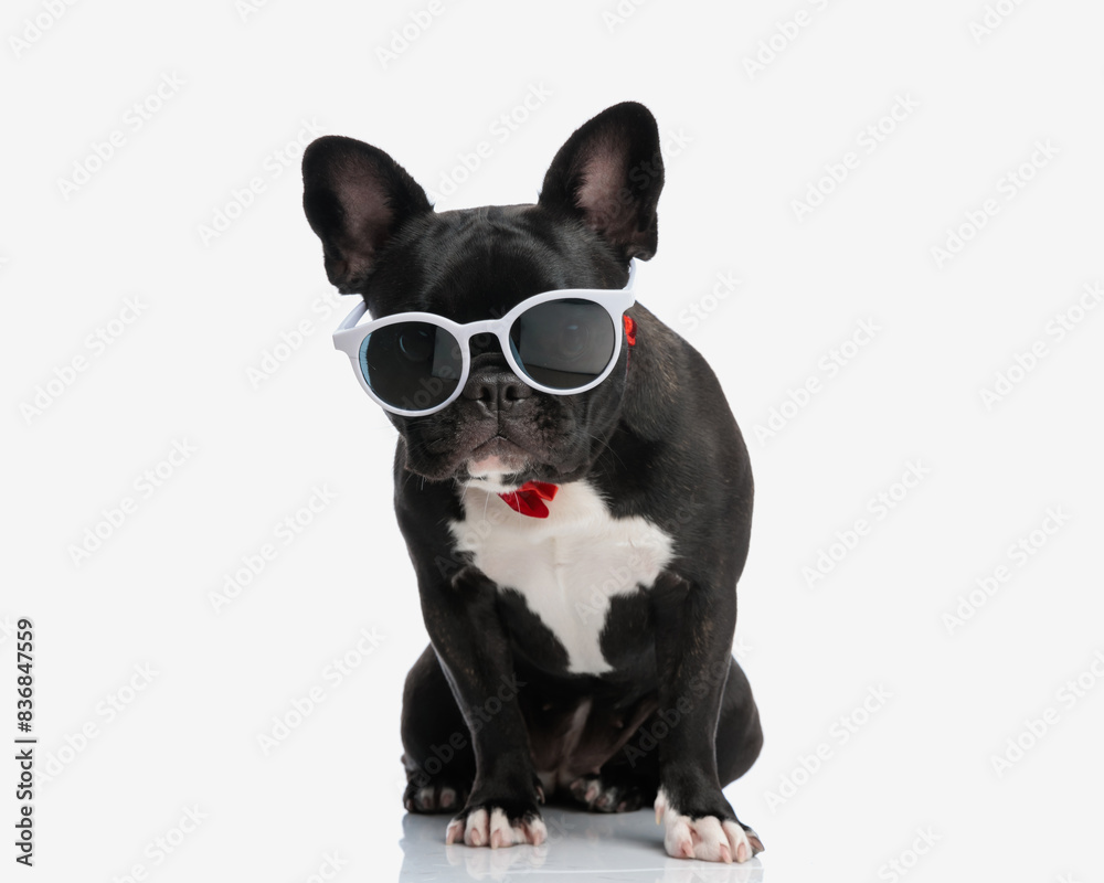curious french bulldog with sunglasses looking down to side curious french bulldog with sunglasses looking down to side