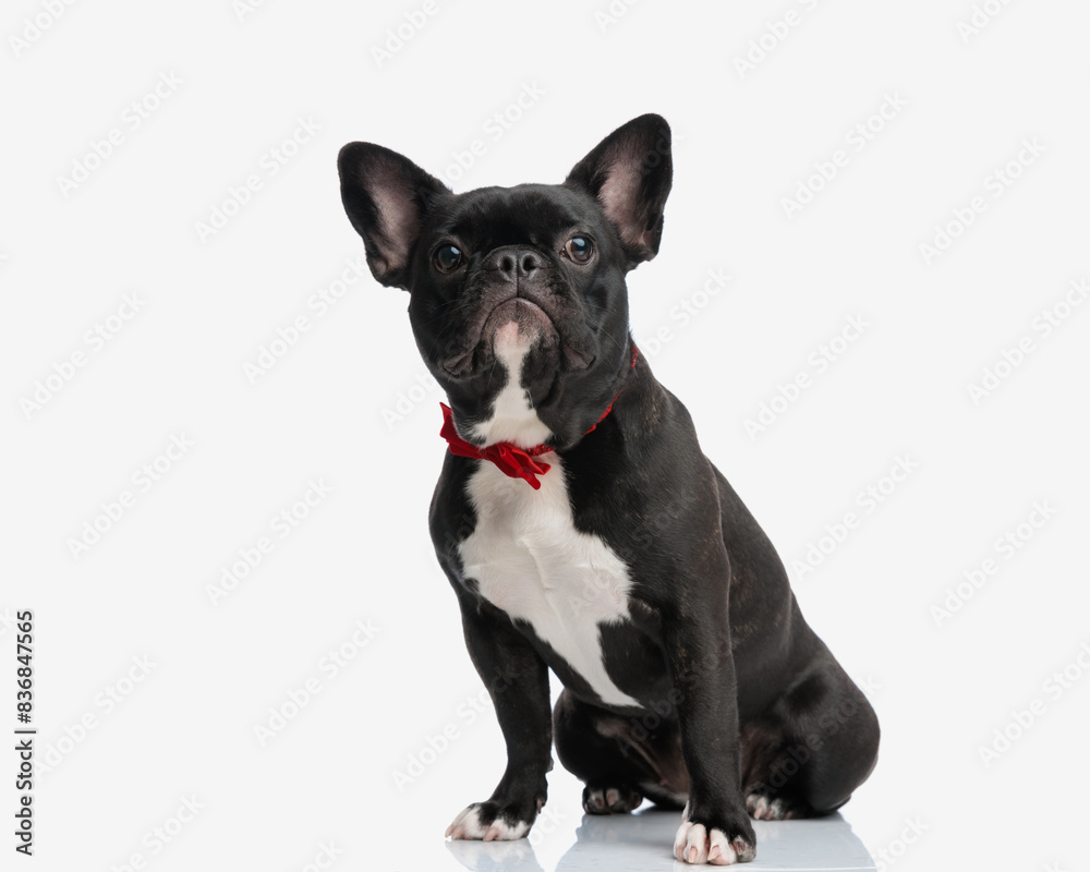 classy frenchie wearing red bow tie sitting classy frenchie wearing red bow tie sitting