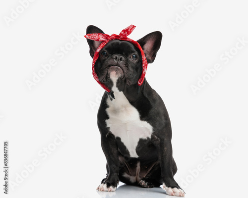 adorable french bulldog wearing knot headkerchief bandana photo