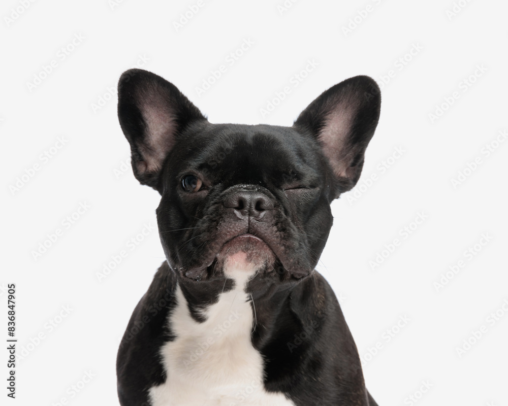 closeup of cute french bulldog winking closeup of cute french bulldog winking