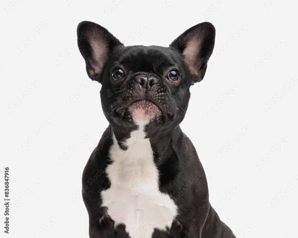 portrait of lovely black and white french bulldog