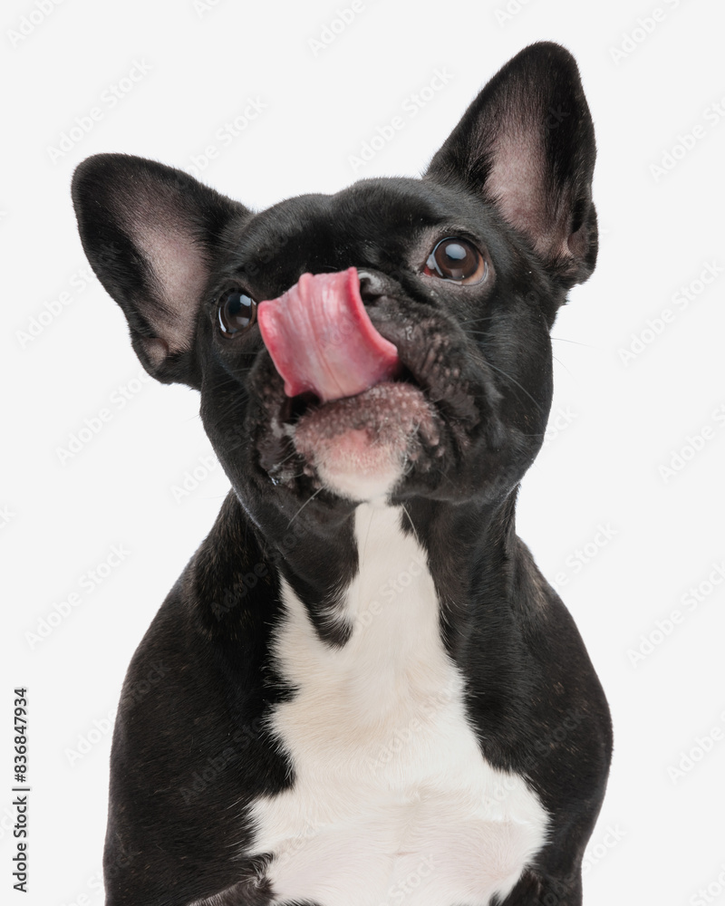 closeup of hungry frenchie wanting a treat closeup of hungry frenchie wanting a treat