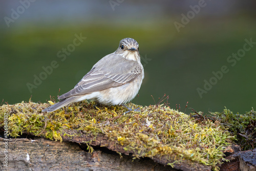 Muchołówka szara (Muscicapa striata) #836848932