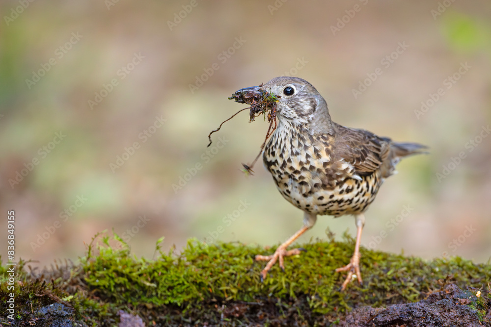 Paszkot (Turdus viscivorus)