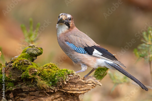 Sójka (Garrulus glandarius) #836850321