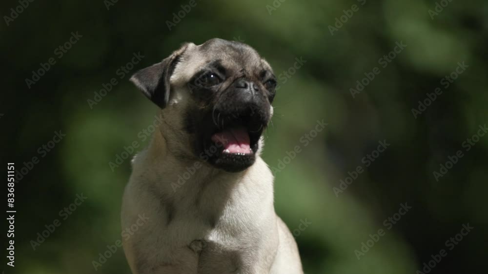 close up of curious mops dog looking down and to side while sniffing a trace and standing on wooden tree close up of curious mops dog looking down and to side while sniffing a trace and standing on wooden tree