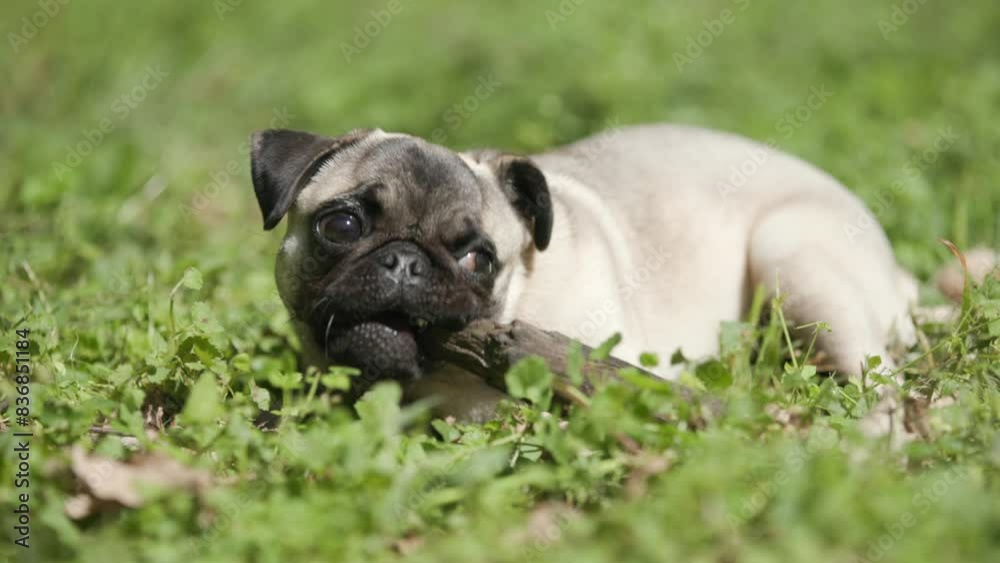 playful pug laying in the grass and cheweing a piece of wood while looking around playful pug laying in the grass and cheweing a piece of wood while looking around