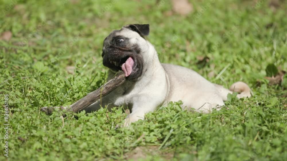 adorable mops dog laying down and playing with a piece of wood while chewing it adorable mops dog laying down and playing with a piece of wood while chewing it