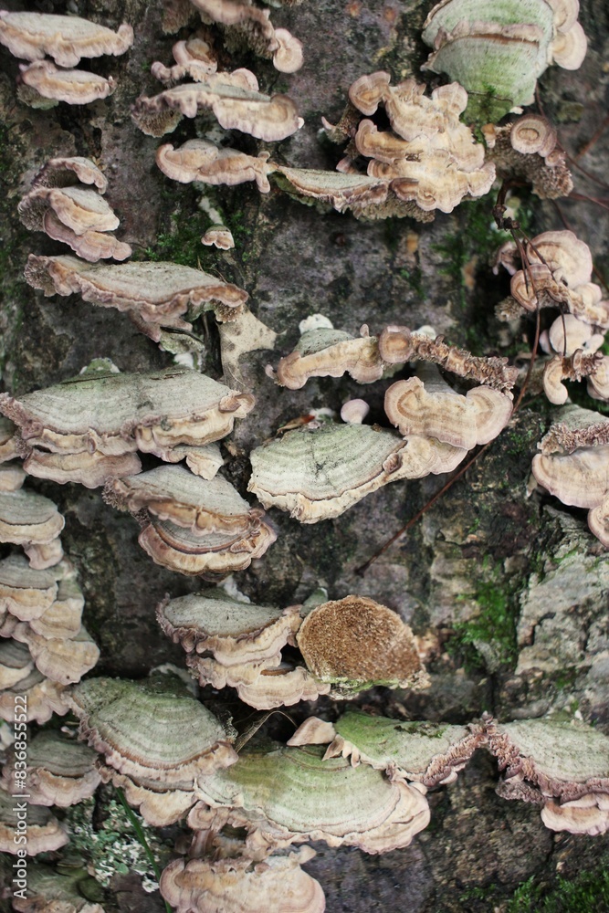 lichen growing on the tree trunk lichen growing on the tree trunk