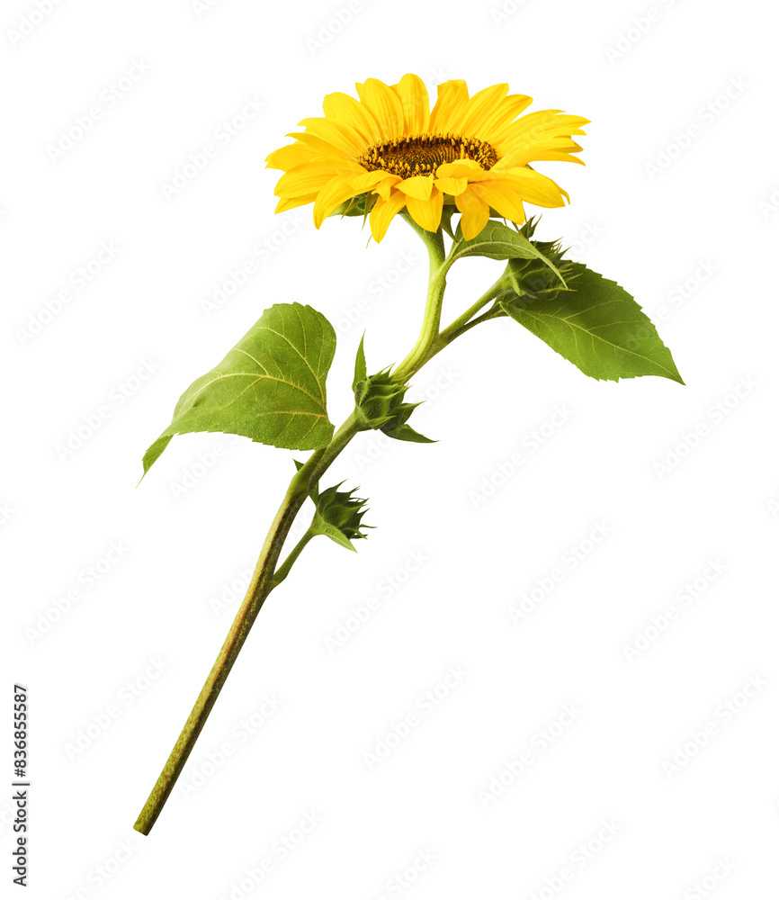 Fototapeta premium Fresh organic Sunflower falling in the air isolated on white background. High resolution image