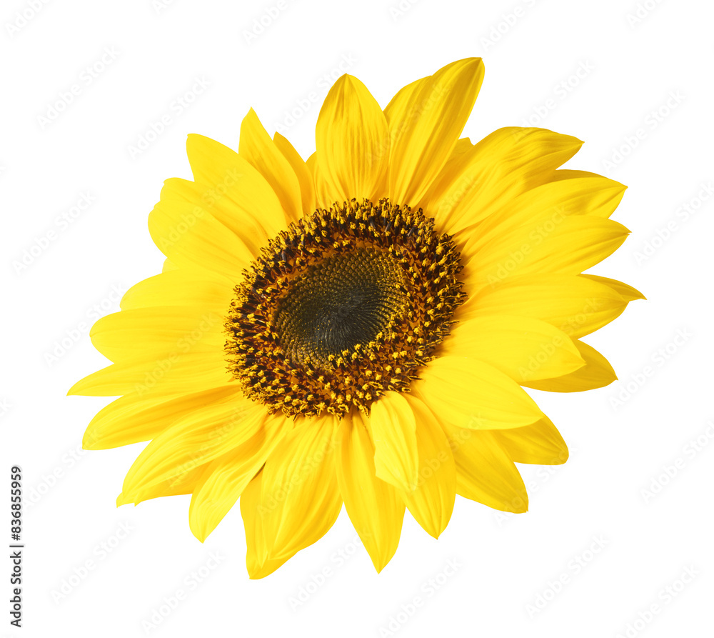 Fresh organic Sunflower falling in the air isolated on white background. High resolution image