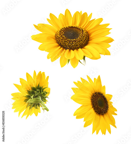 Fresh organic Sunflower falling in the air isolated on white background. High resolution image