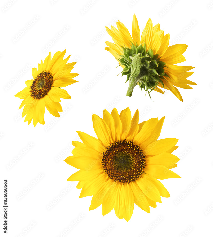 Fresh organic Sunflower falling in the air isolated on white background. High resolution image Fresh organic Sunflower falling in the air isolated on white background. High resolution image