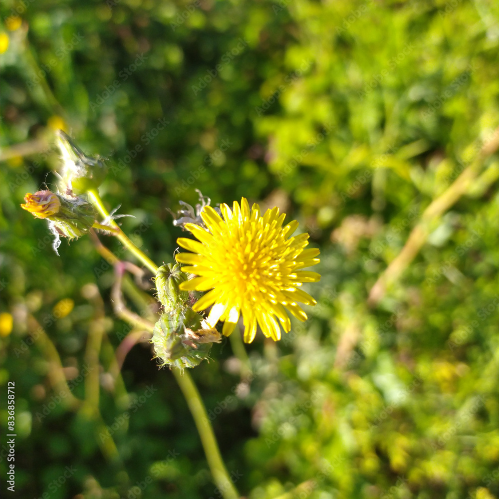 Close Up of a Yellow Flower in a Field Close Up of a Yellow Flower in a Field
