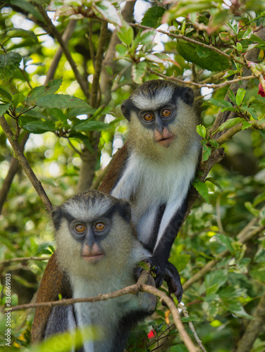 Two mona monkeys in a tree on the island of Grenada in the Caribbean. Taken at Grand Etang National Park.