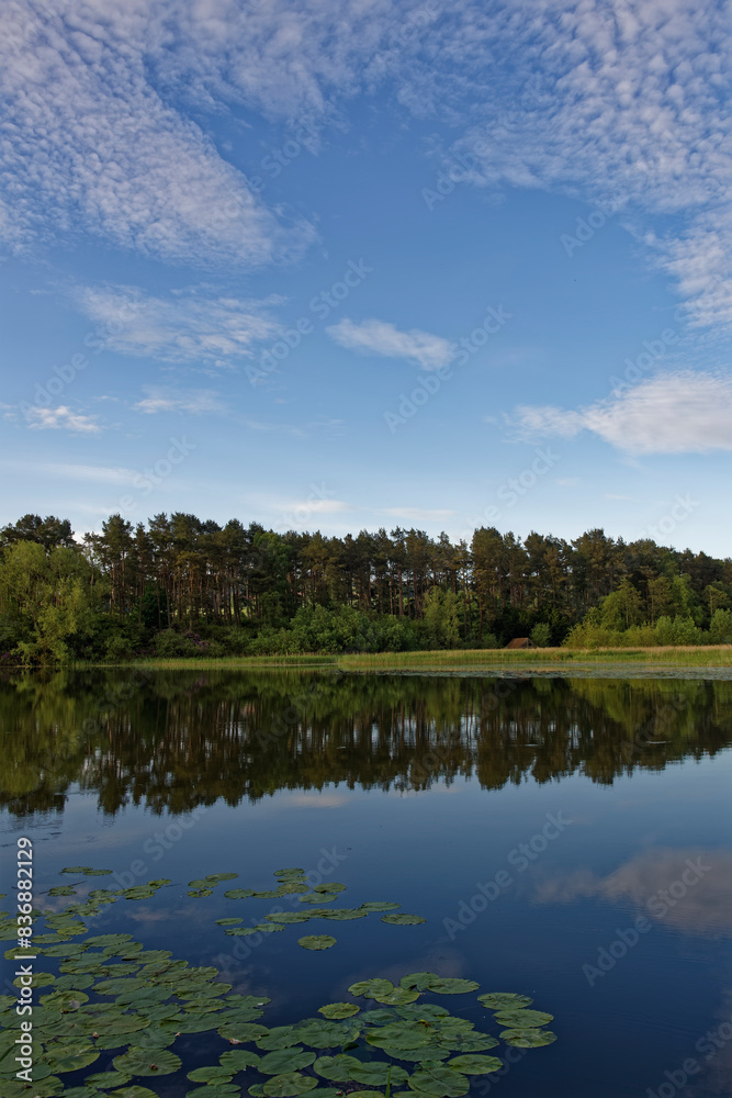 Lily pads and Reflections in the calm water of Rescobie Loch near to Forfar, a Fishery stocked with Brown and Rainbow Trout.