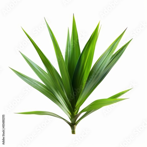 High-resolution Yucca leaf  vibrant green  pointed edges  isolated on a white background  perfect for botanical designs  web graphics  commercial use  and print projects. 