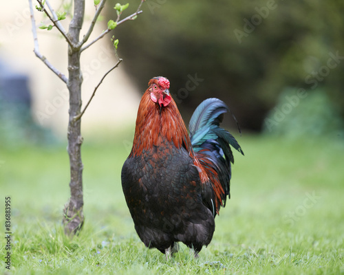Red rooster in the grass