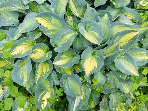 Принти на полотні Closeup of a bunch of bright green funkias or hostas growing in a park in Bad Ischl, Austria