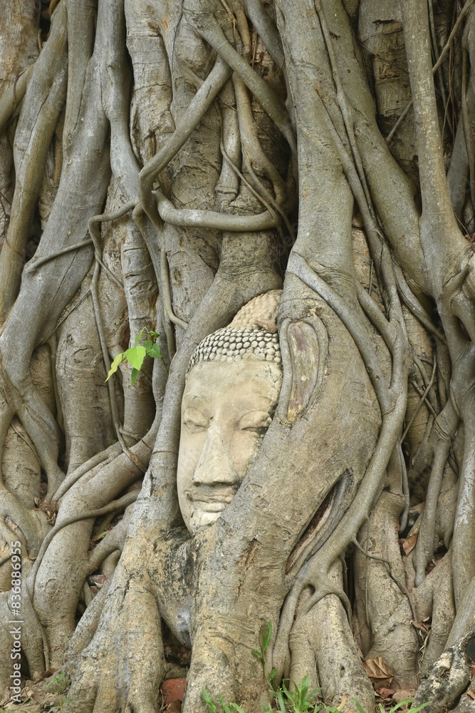 ancient Buddha statue covering by root of bodhi tree in Wat Mahathat travel landmark in Thailand