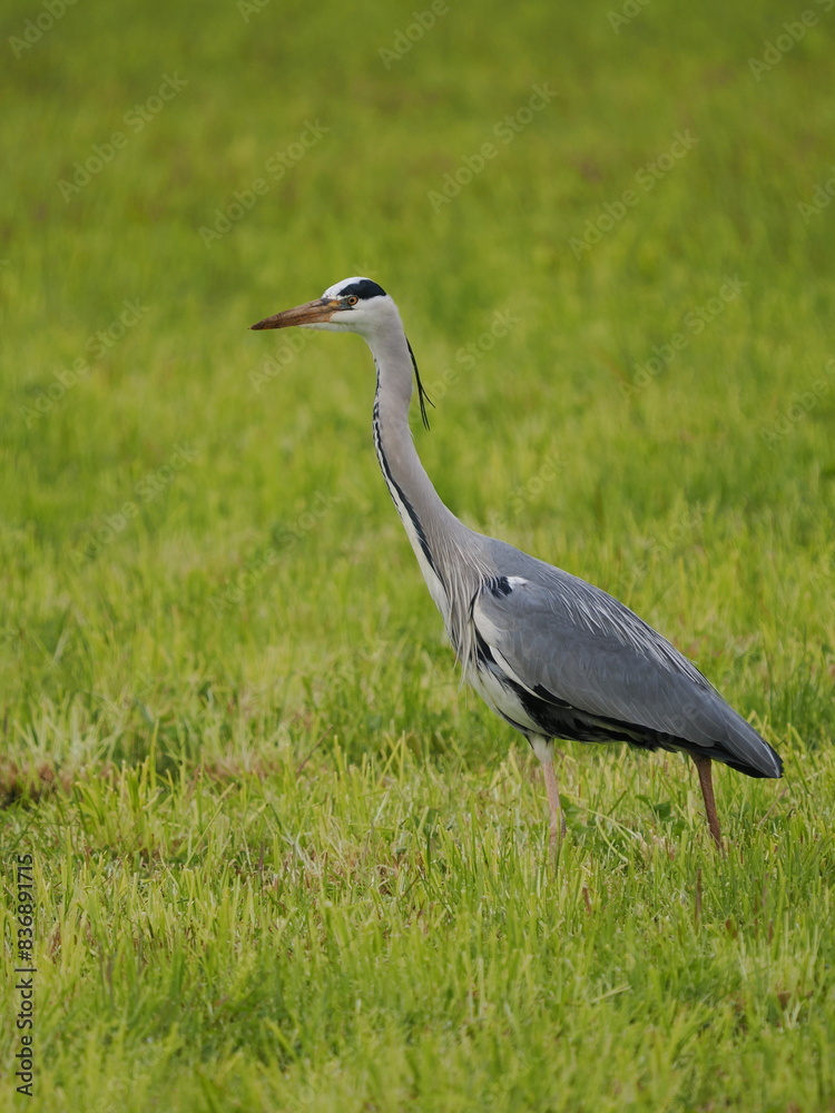 Bird with long legs standing in tall grass Bird with long legs standing in tall grass