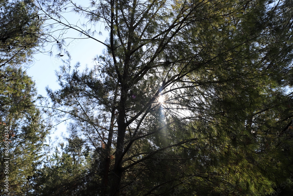 The sun's ray breaks through the branches and leaves of a tall tree.