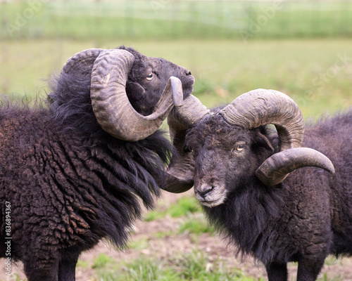 Two male ouessant sheep head to head on meadow photo