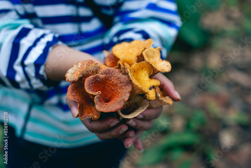 Selective focus woolly chanterelle, turbinellus floccosus, mushrooms, and a lot of yellow-orange forest in hand. There is space for text. photo