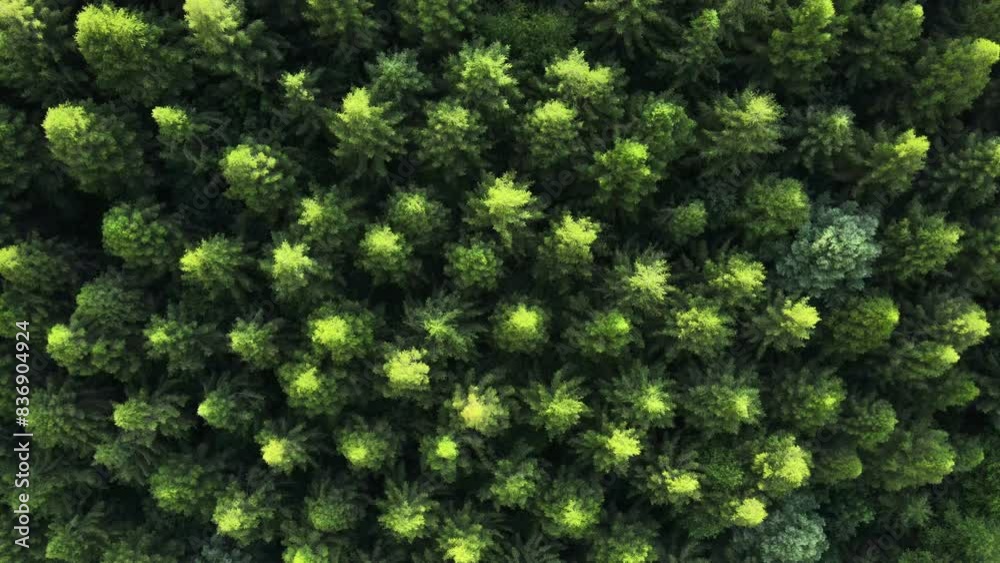 Amazing inspirational epic drone view of tops green conifers in mountains during beautiful sunset or sunrise. Outdoors lifestyle for healthy and fresh air. Wanderlust destination and nature concept