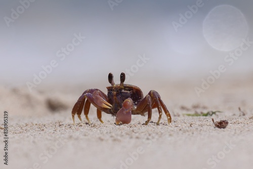 Ghost crab running  darting around on sandy beach. At ground level  isolated  shallow depth of field. Prominent eye stalks