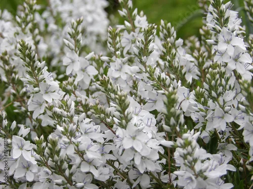 Obraz Zbliżenie na białe kwiaty z gatunku veronica prostrata