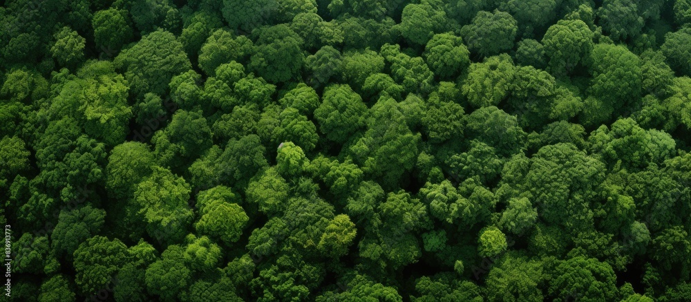 Canopy of trees creating an aerial forest view with copy space image available below. Canopy of trees creating an aerial forest view with copy space image available below.