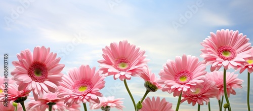 In the garden  pink Gerbera daisies are in bloom  creating a colorful scene with a copy space image.