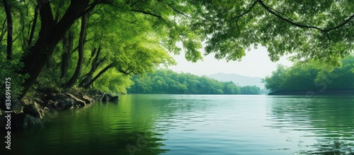 The picturesque view of verdant trees by the shoreline in a copy space image.