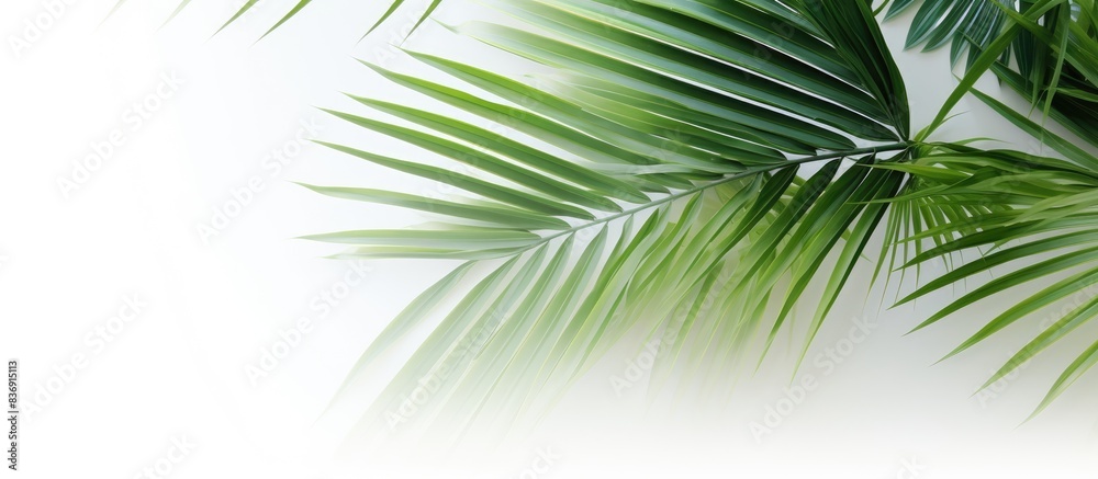 Palm leaves in green hues set against a backdrop of white, with empty space for inserting an image. Palm leaves in green hues set against a backdrop of white, with empty space for inserting an image.