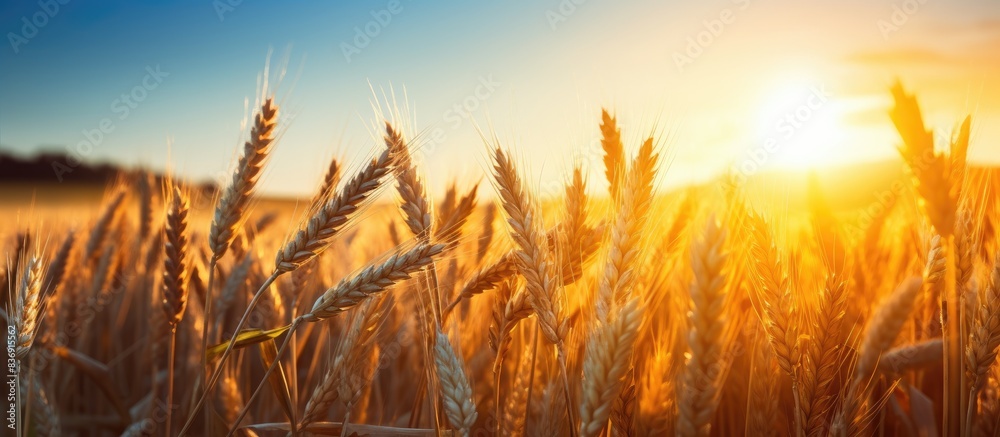 Sunset Over The Field Cereal Wheat Oats Beautiful Background Sun Lens Flare Nature . Sunset Over The Field Cereal Wheat Oats Beautiful Background Sun Lens Flare Nature .