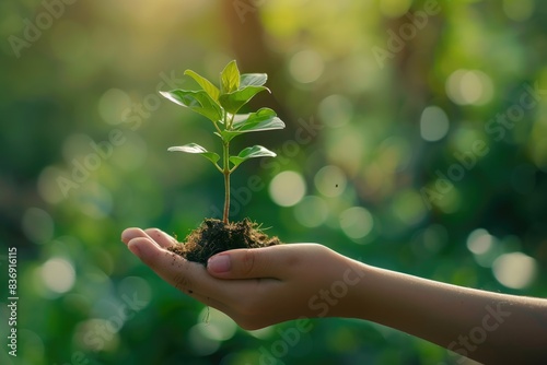Earth Day Tree seedlings in hands forest conservation concept